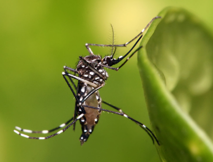 Controle de Mosquito da Dengue (Aedes aegypti) 
